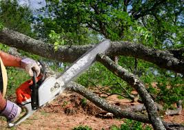 How Our Tree Care Process Works  in  Crossville, TN