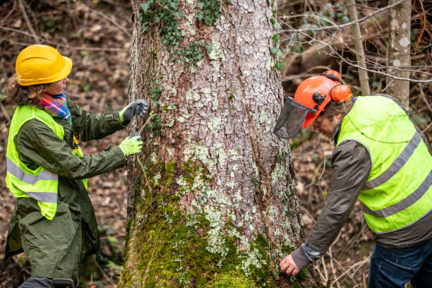  Crossville, TN Tree Care Pros