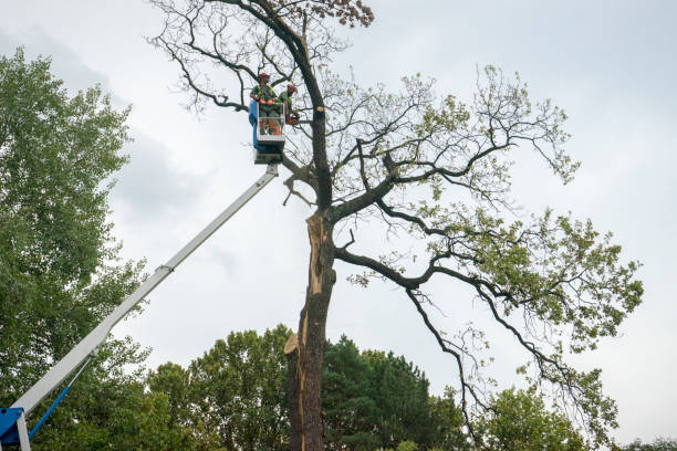Best Hazardous Tree Removal  in Crossville, TN