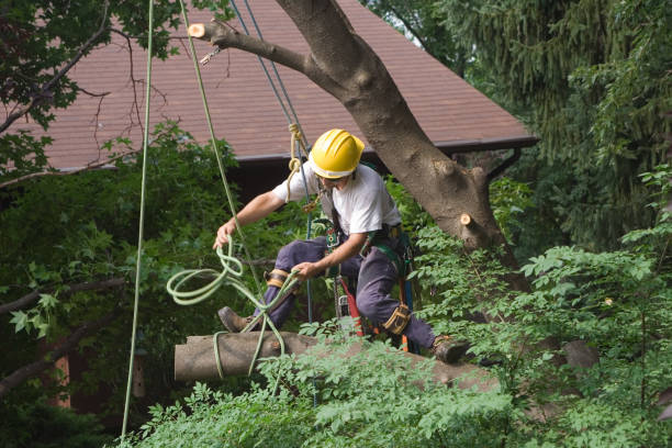 Best Tree Trimming and Pruning  in Crossville, TN