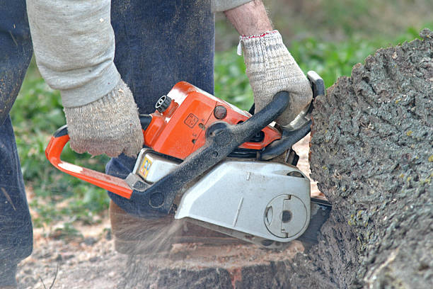 Best Hedge Trimming  in Crossville, TN