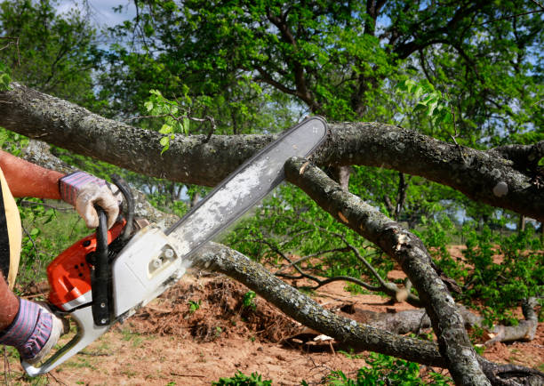 Lawn Pest Prevention in Crossville, TN